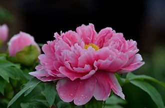 7月24日，中國花卉協(xié)會在網(wǎng)上發(fā)起的《投票：我心中的國花》已出結果