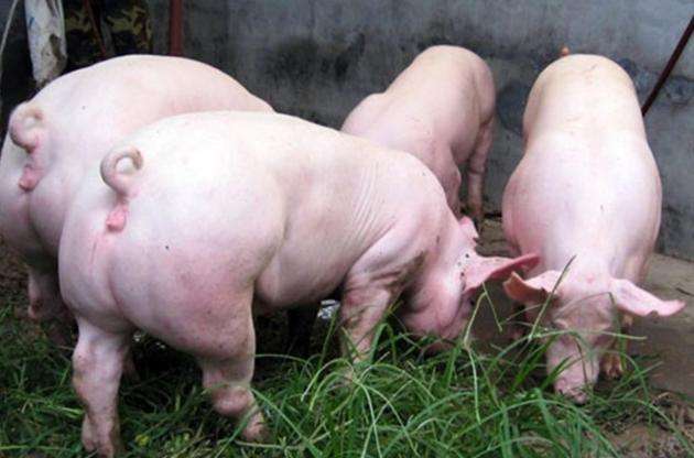 8月21日，國務(wù)院常務(wù)會議指出“地方要立即取消超出法律法規(guī)的生豬禁養(yǎng)、限養(yǎng)規(guī)定”