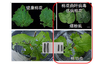 近日，微生物研究所發(fā)現(xiàn)雙生病毒調(diào)控植物免疫平衡實(shí)現(xiàn)全新生態(tài)功能