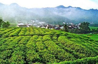 9月2日，財(cái)政部、稅務(wù)總局發(fā)布了關(guān)于繼續(xù)執(zhí)行邊銷茶增值稅政策的公告